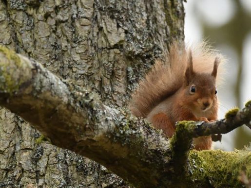 Red Squirrel at Skelwith Fold