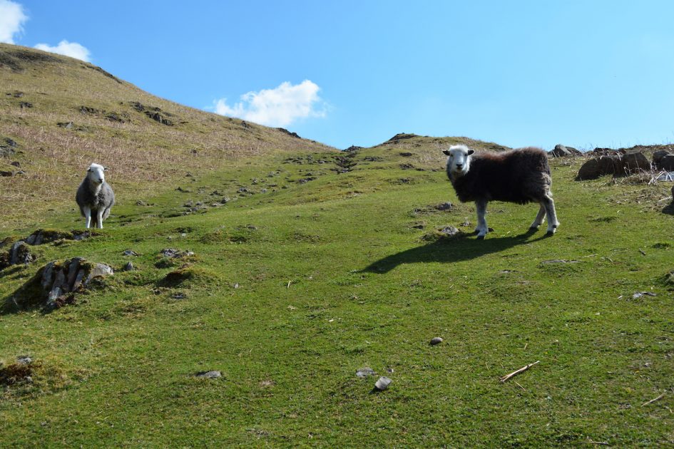 sheep in the lake district