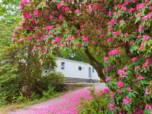 Caravan Holiday Homes For Sale