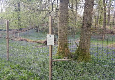 ancient woodland Skelwith