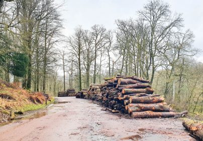 trees logs stacked Skelwith