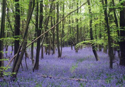 bluebells in the lake district
