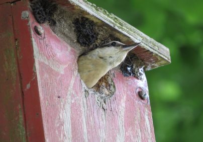 bird poking its head out of birdbox Skelwith