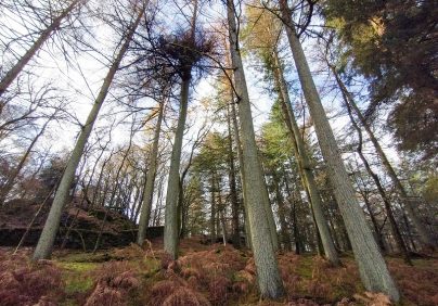 trees in forest Skelwith