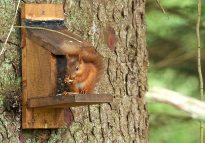 squirrel on tree
