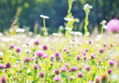 wild flowers in the lake district
