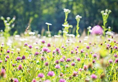 wildflowers Skelwith