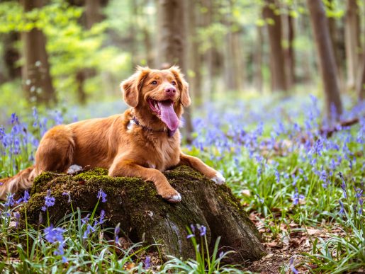dog in the bluebells