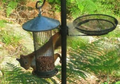 squirrel eating nuts Skelwith