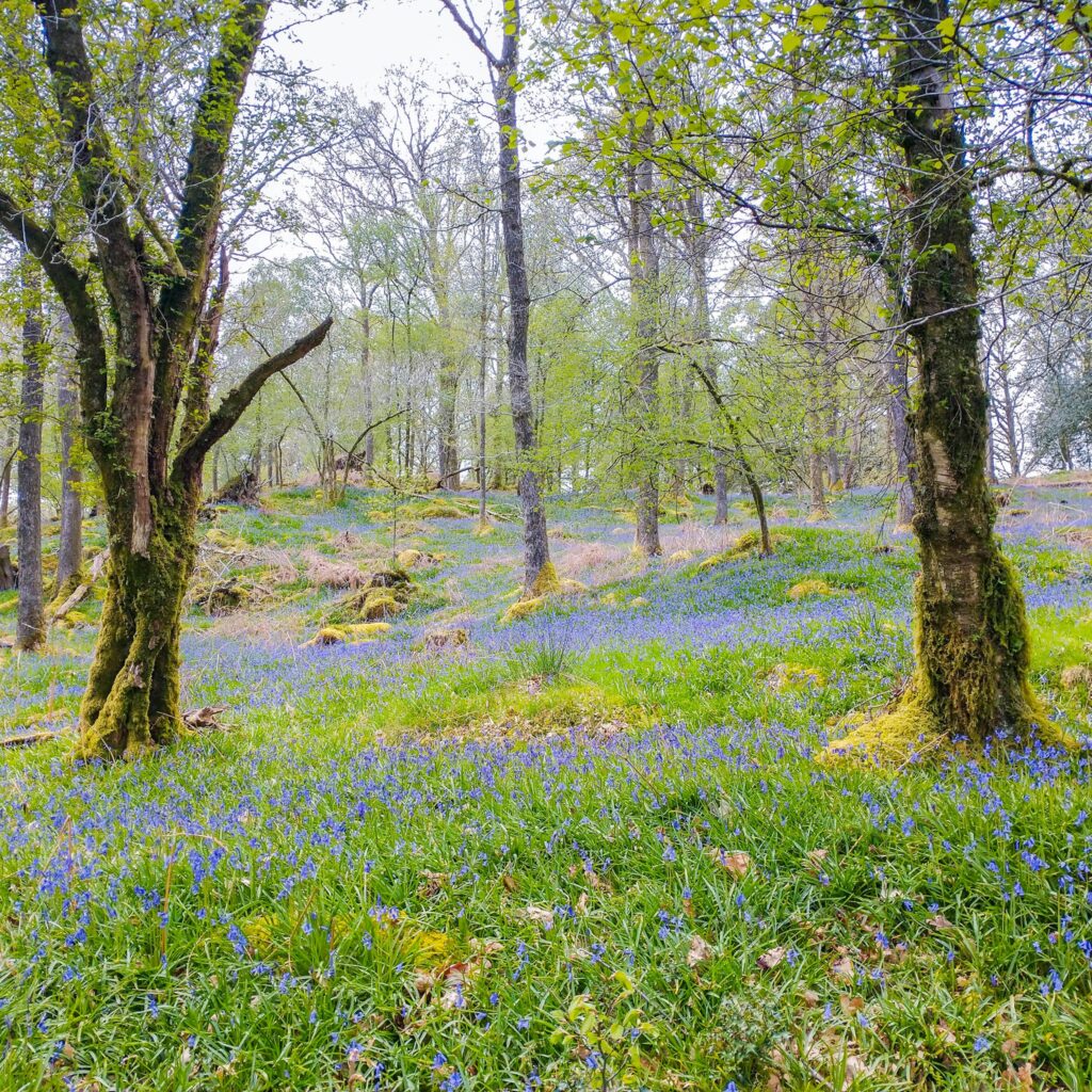 Bluebells at Skelwith