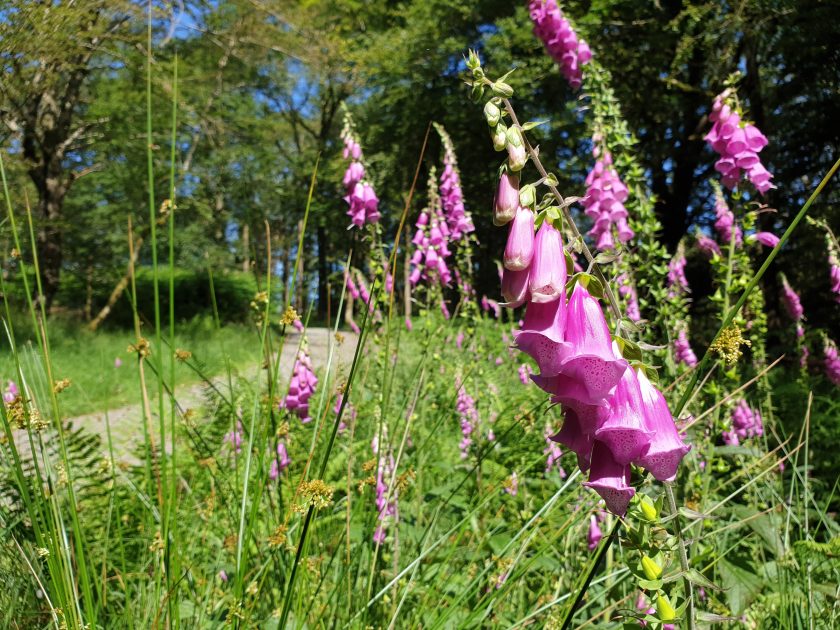 Path with flowers Easter Breaks Lake District