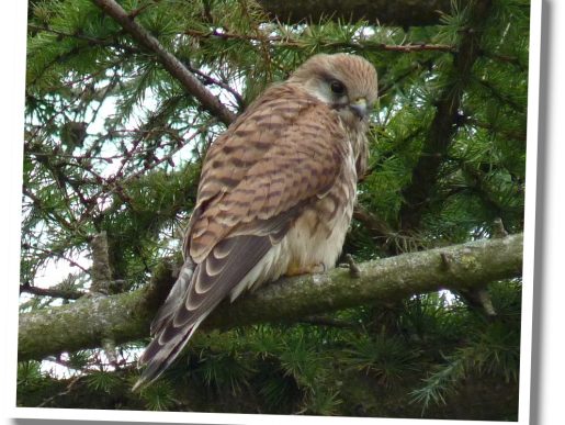Kestrel