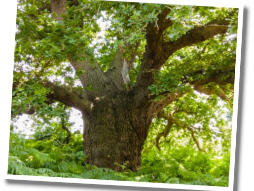 Oak