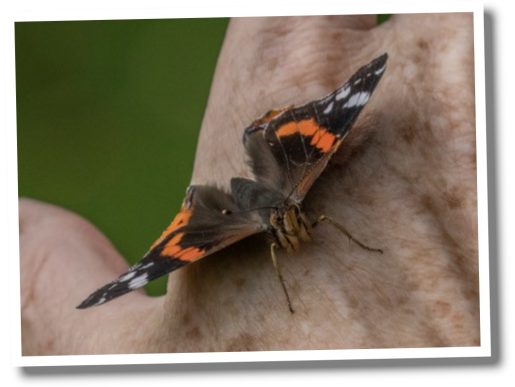 Red Admiral