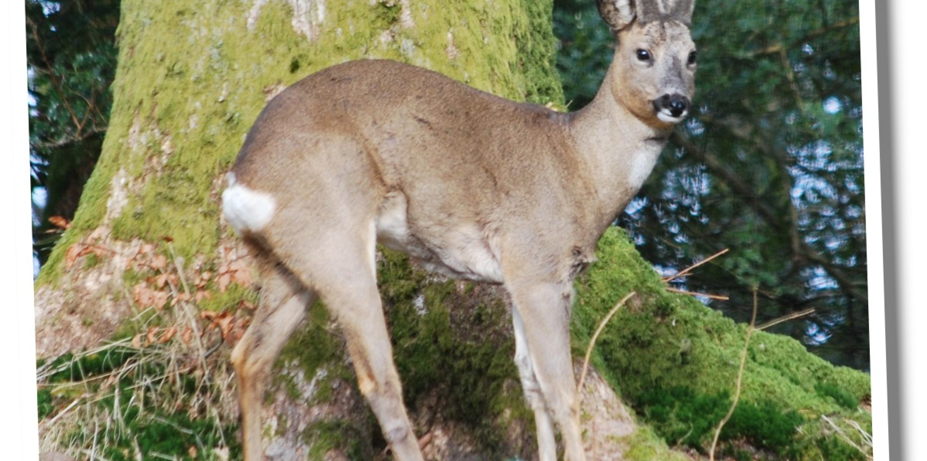 Roe Deer