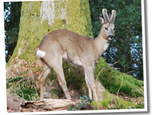 Roe Deer