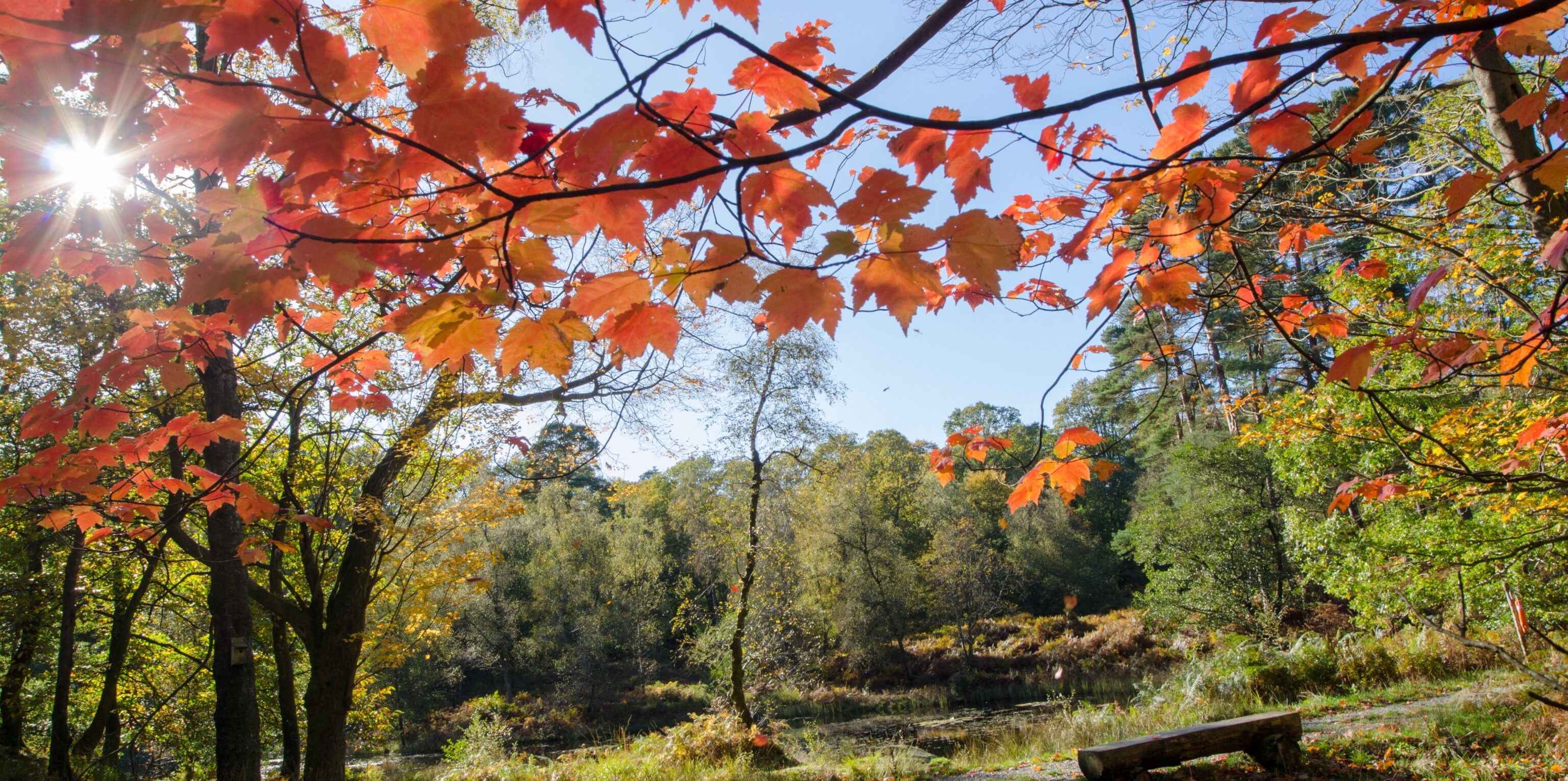 skelwith fold autumn leaves