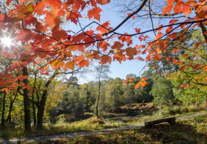 skelwith fold autumn leaves