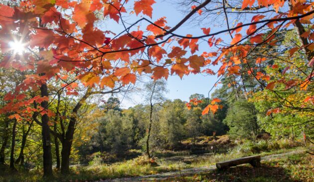 skelwith fold autumn leaves