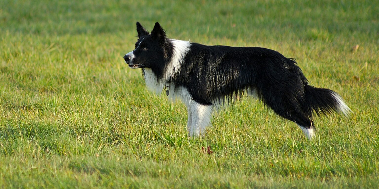 boarder collie dog