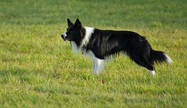 boarder collie dog