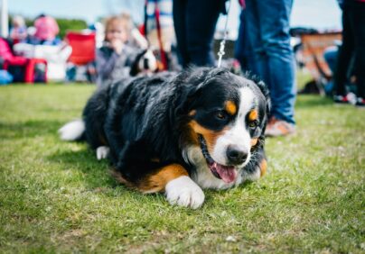 dog show