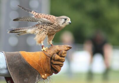falconry demonstration